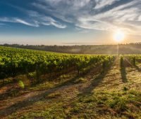 o sol está se pondo sobre um campo de vinhas