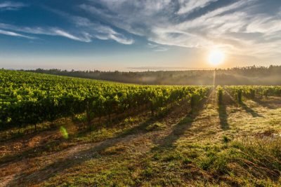 o sol está se pondo sobre um campo de vinhas