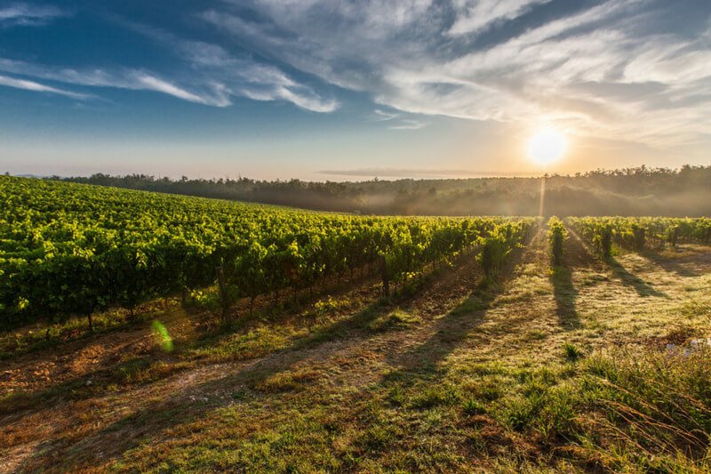 o sol está se pondo sobre um campo de vinhas