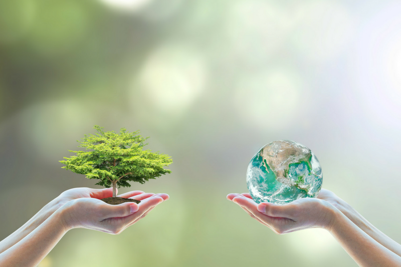 duas mãos segurando uma pequena árvore e um globo verde