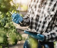 Quanto custa o curso de agronomia? Descubra