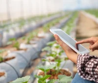 Pessoa usando um smartphone para gerenciar uma fazenda com plantas em um ambiente de agricultura de precisão, evidenciando a gestão moderna do agronegócio.