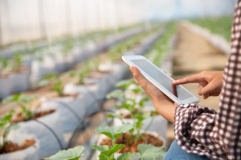 Pessoa usando um smartphone para gerenciar uma fazenda com plantas em um ambiente de agricultura de precisão, evidenciando a gestão moderna do agronegócio.