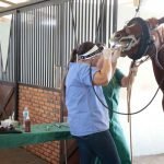 hospital-equine-unicesumar (4)
