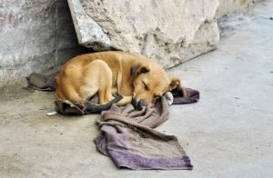 Abandoned,Dog,Lying,On,The,Ground