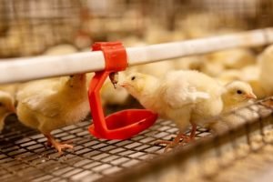 Egg,Factory,Plant,Agriculture,Poultry,Chicken,Farm