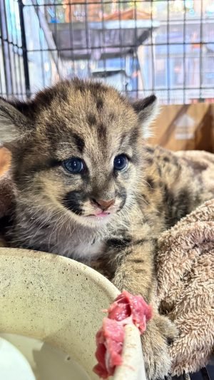Centro de Apoio à Fauna Silvestre da UniCesumar atinge o marco histórico de mais 1.100 animais amparados no Paraná