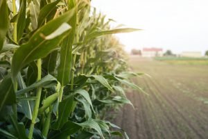Corn field in sunset.